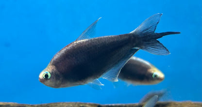 LARGE Black Emperor Tetra (1.5-2”)
