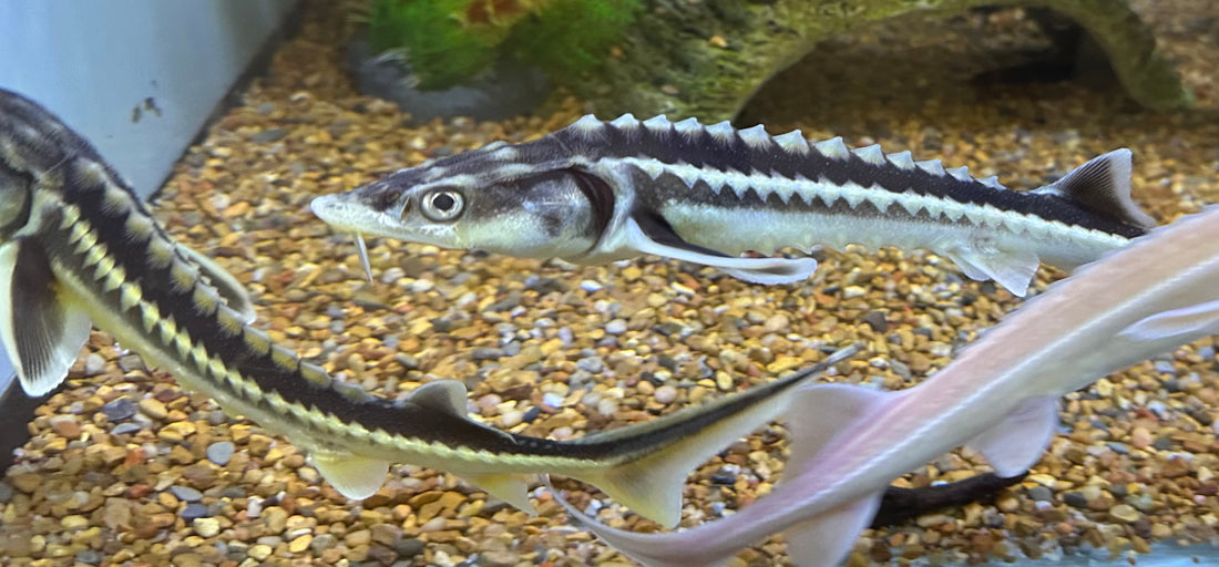 White Diamond Sturgeon (13-14”)