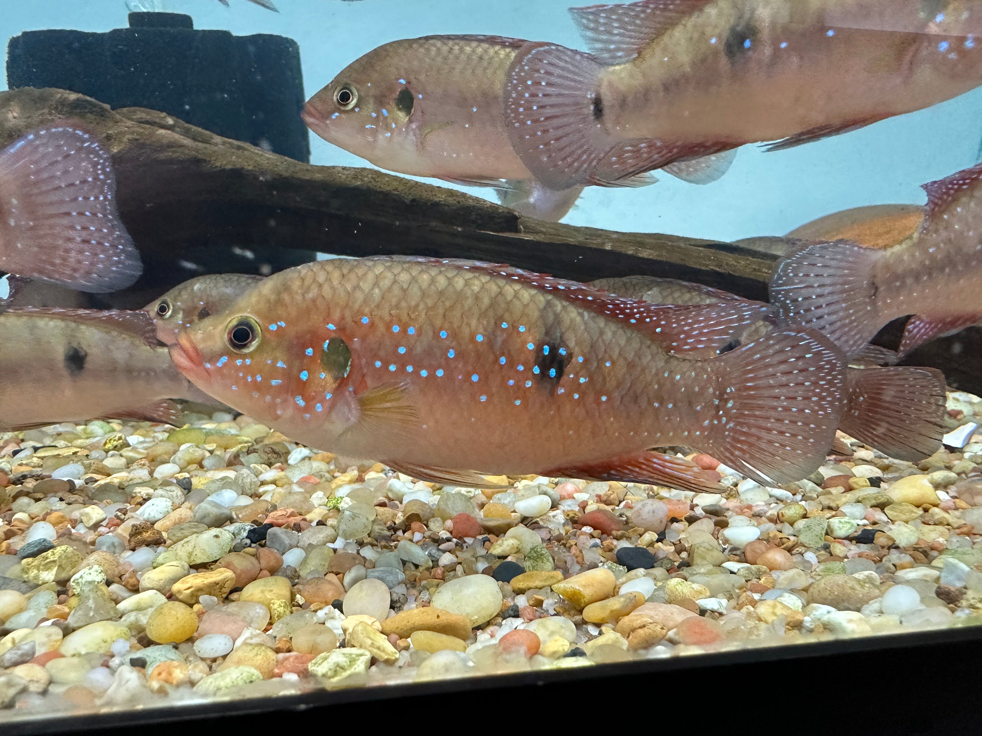 Turkana x Red Jewel Cichlid (2.5-3”+)