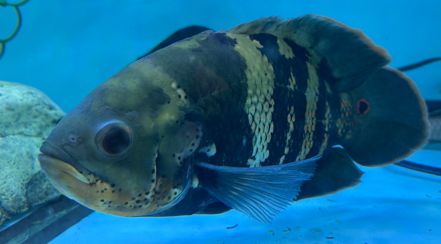 Jumbo Bumblebee Oscar (9-10”)