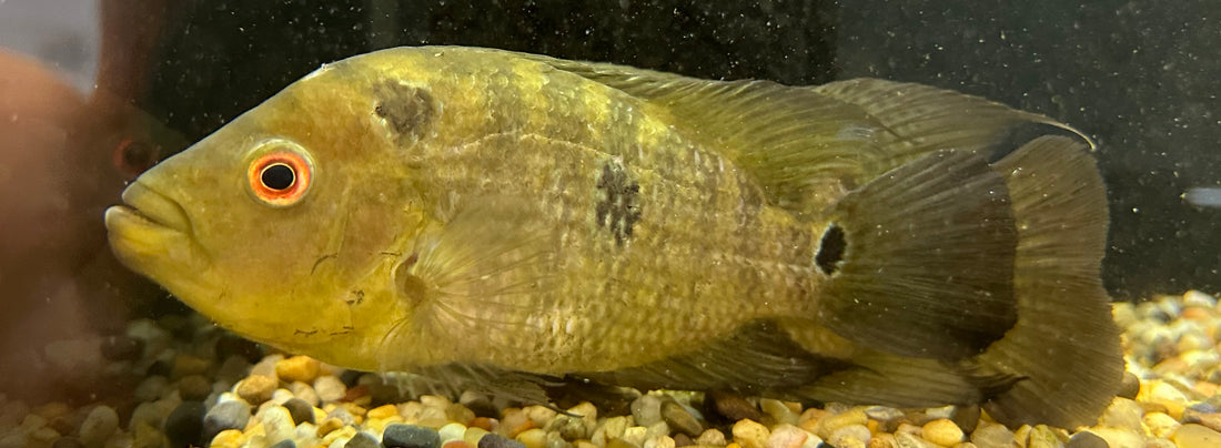 Trimac Cichlid Pair (6”+)