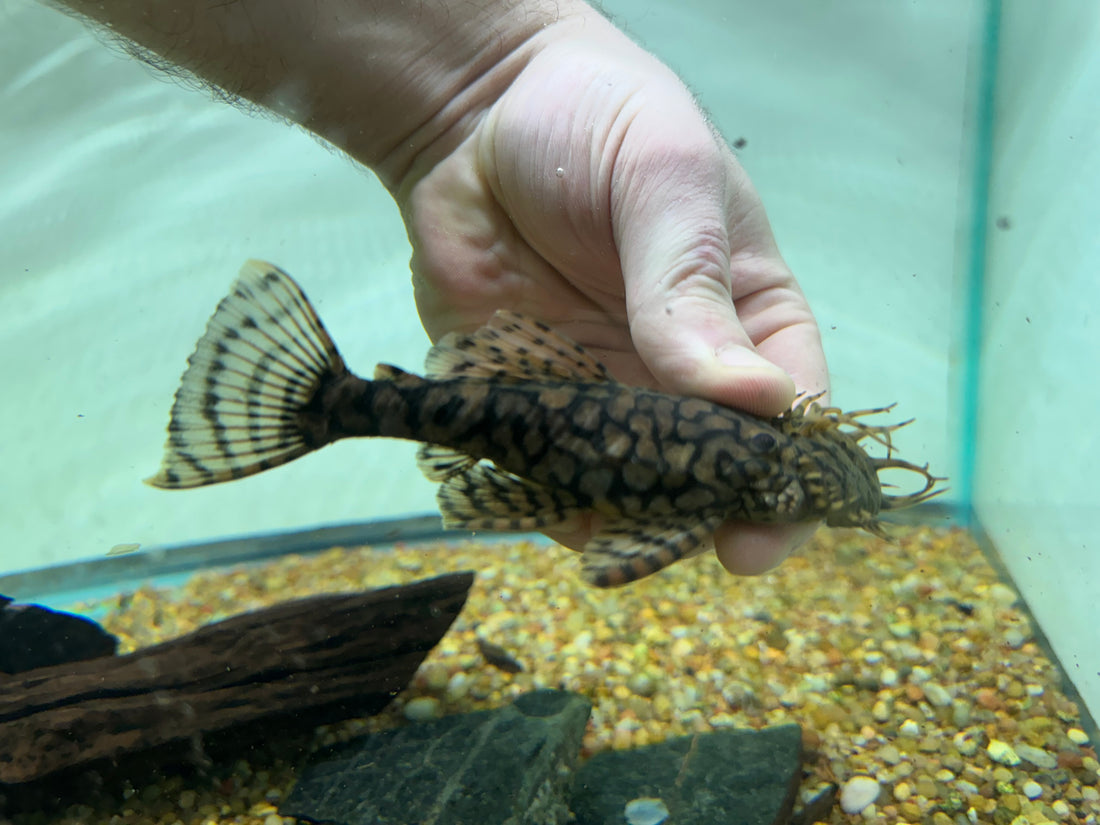 Jumbo MALE L519 Ancistrus Pleco “Rio Itenez” (5”+)