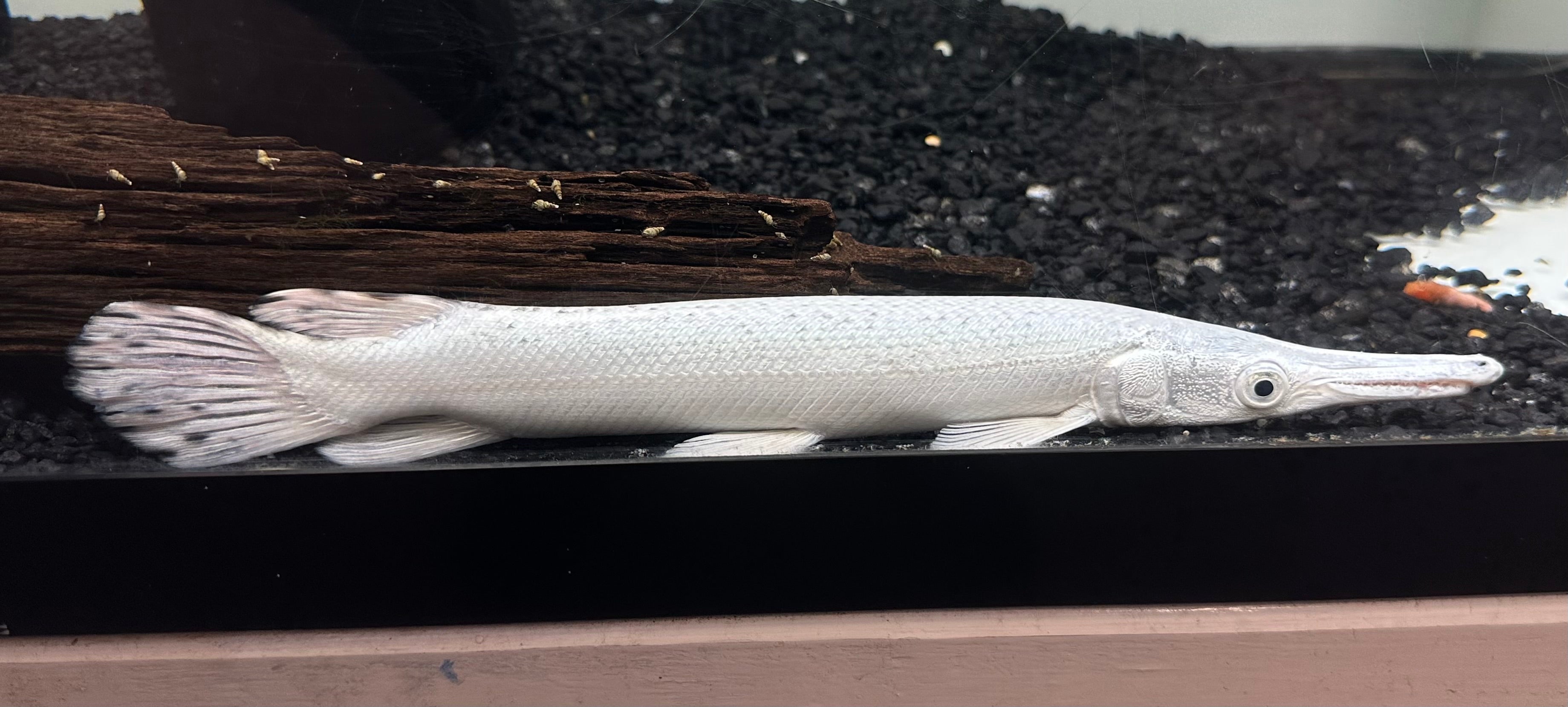 Gargantilla cocodrilo platino (8-9")