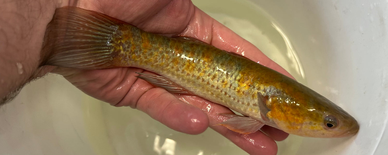 Orange Snakehead Gudgeon (7.5-8”)