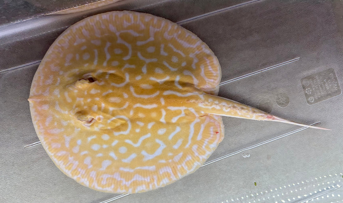 Albino “Red Lucy” Hybrid Stingray (Male 8-9”)