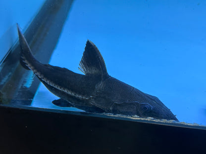 Ripsaw Catfish (6-7”)