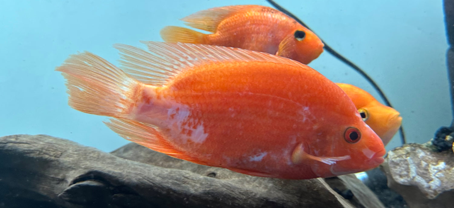 XL Midas Cichlid (5.5-7”)