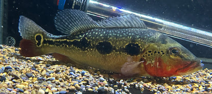 LARGE Fogo Peacock Bass (10”)