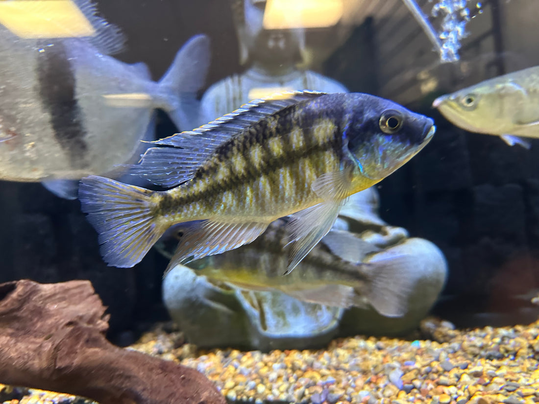 XL Male Red Empress Cichlid (6.5”+)