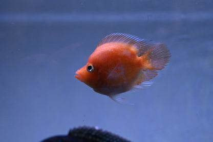 Shortbody Goldenbase Flowerhorn Hybrid (3-4”)