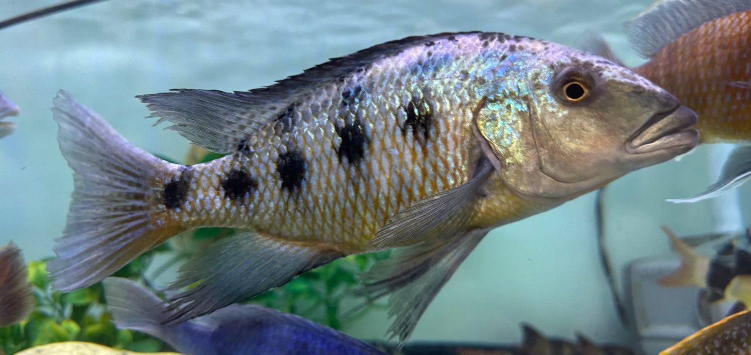 XL Sand Diver Cichlid (8-9”)