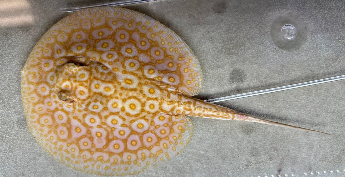 Albino Pearl Stingray (Male 6”)