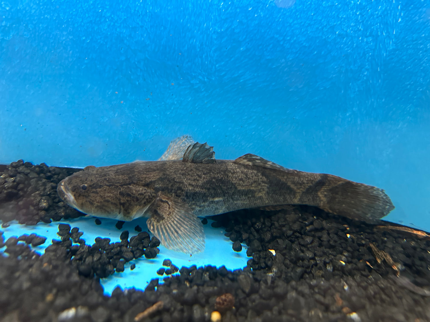 LARGE Marble Goby (8”)