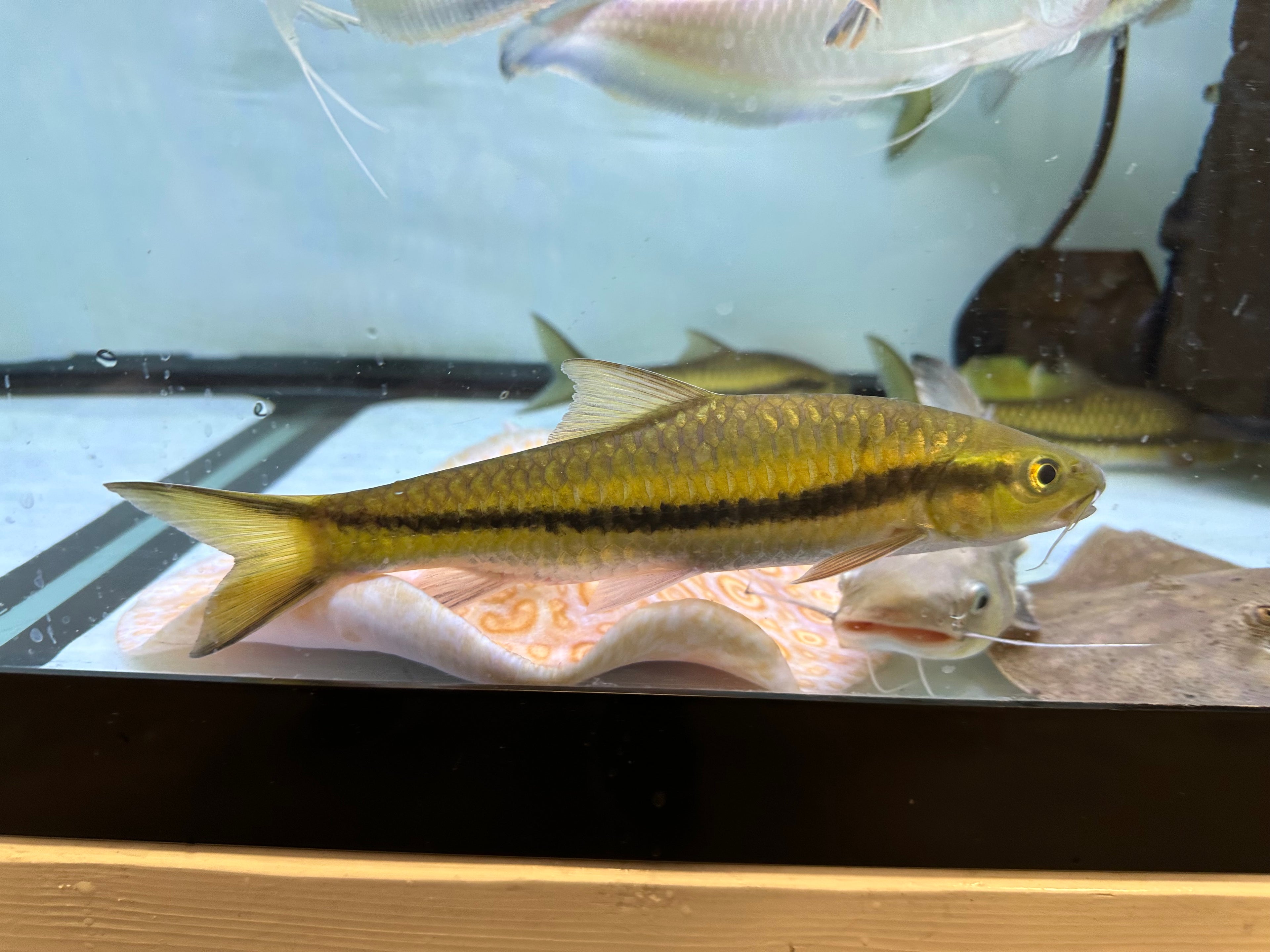 Benasi Gold Mahseer (8-9”)