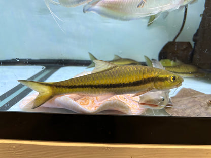 Benasi Gold Mahseer (8-9”)