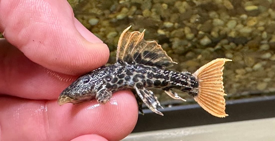 L600 Leopard Cactus Pleco (2”)