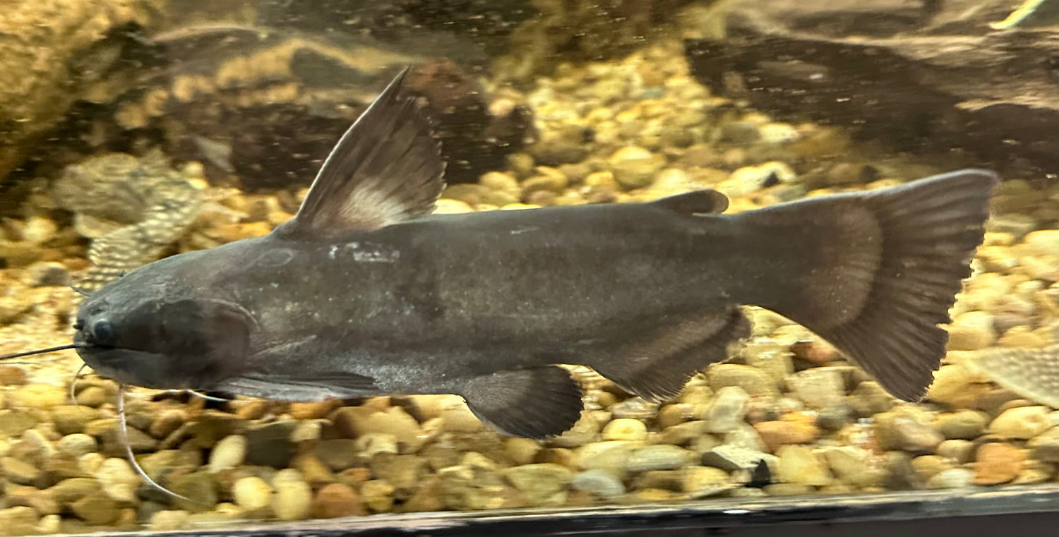 Ironhead Driftwood Catfish (5-6”)