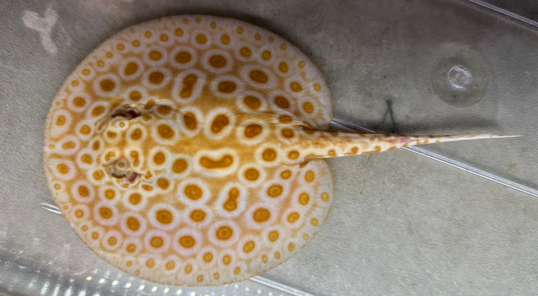 Albino Black Diamond Hybrid Stingray (Male 6”)