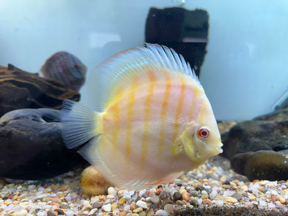 XL Albino Discus (5-5.5”)