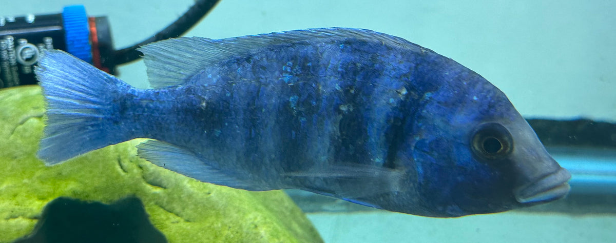 XL Star Sapphire Cichlid (6.5”)