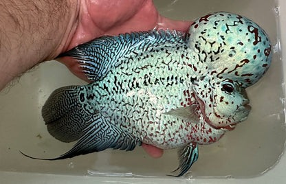 XL Show Flowerhorn (7-8”)