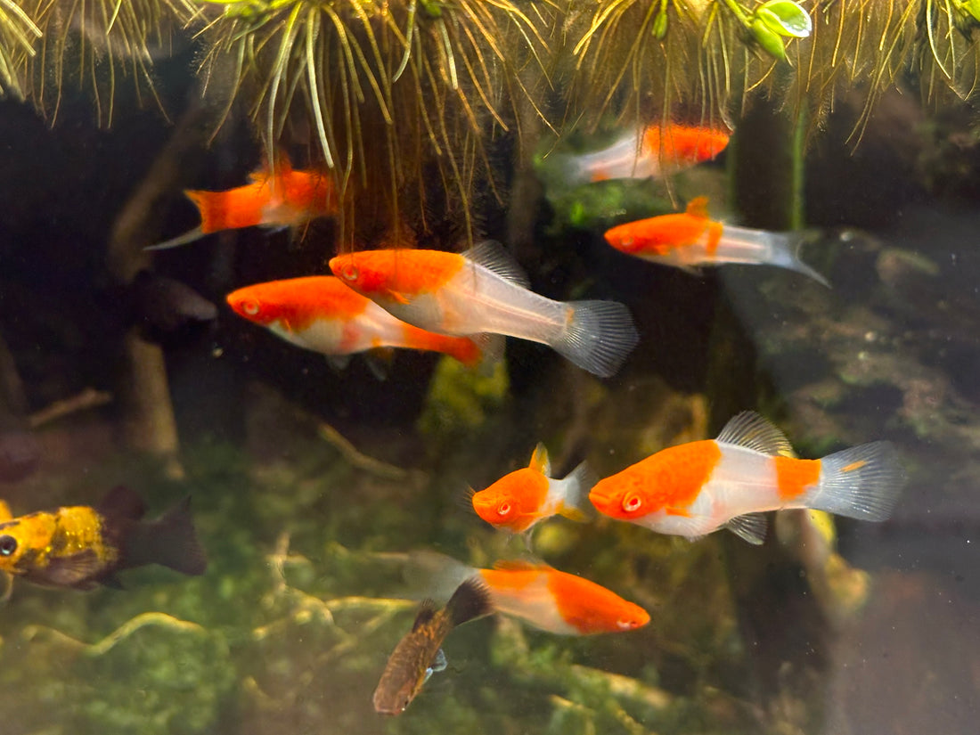 Albino Kohaku Swordtail (1.75-2”)