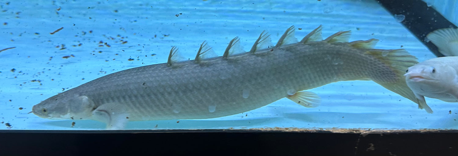 Lake Turkana Giant Senegal Polypterus (12”)