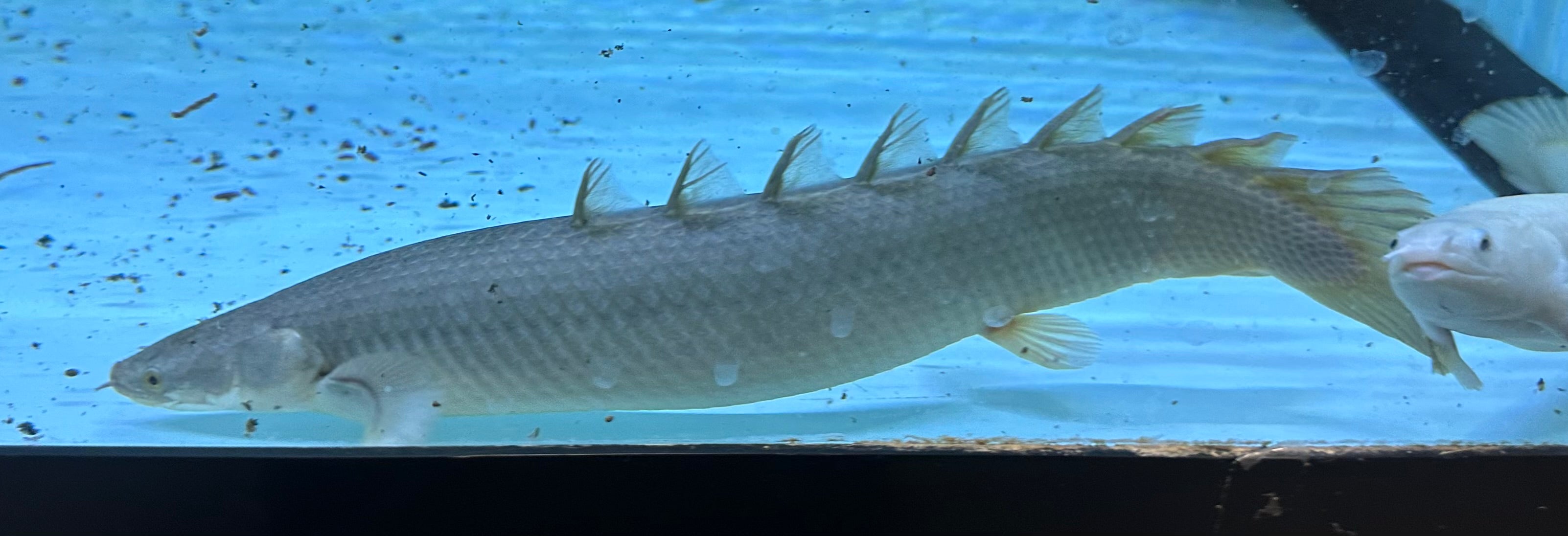 Lake Turkana Giant Senegal Polypterus (12”)