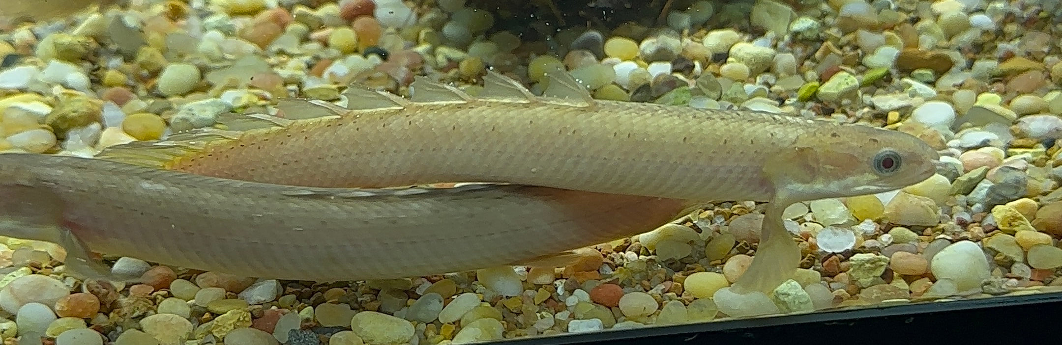 Gold Senegal Polypterus (5-5.5”)