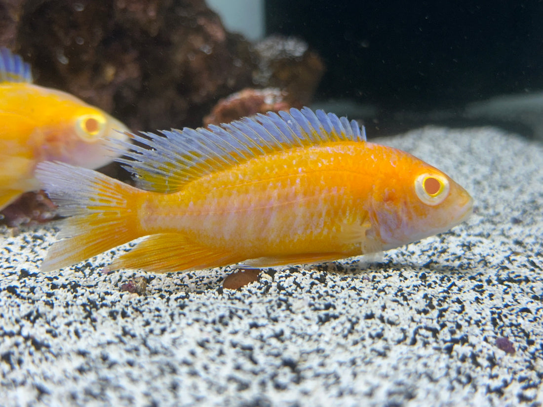 Assorted Peacock/Hap Cichlid (3-4”)