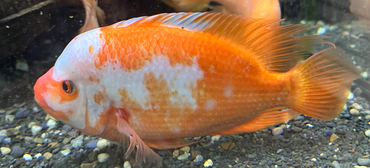 XL Creamsickle Midas Cichlid (7.5-8”)