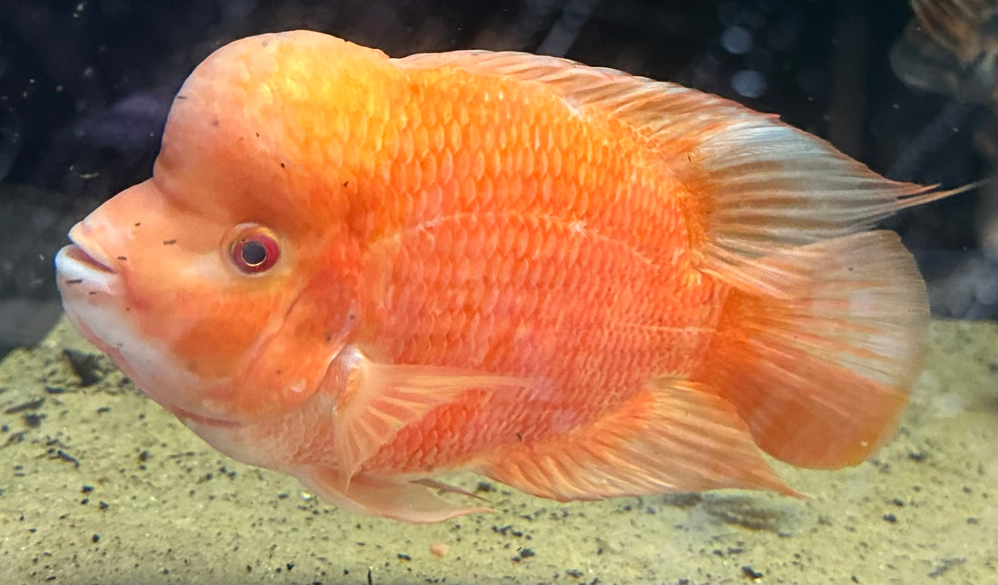 XL Mammon Hybrid Cichlid (9-10”)