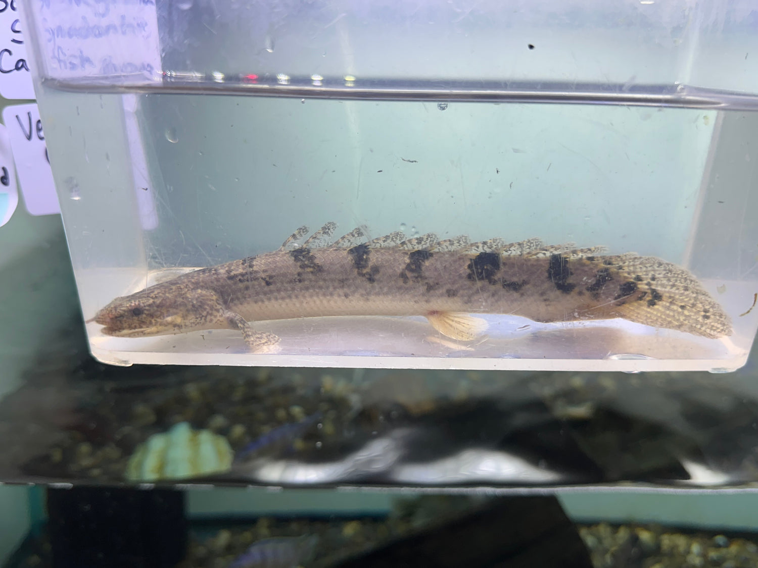 Delhezi Polypterus (8”)