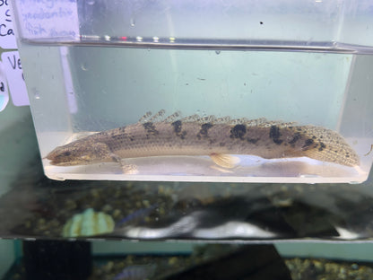 Delhezi Polypterus (8”)