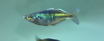 Bosemani Rainbow (2”)