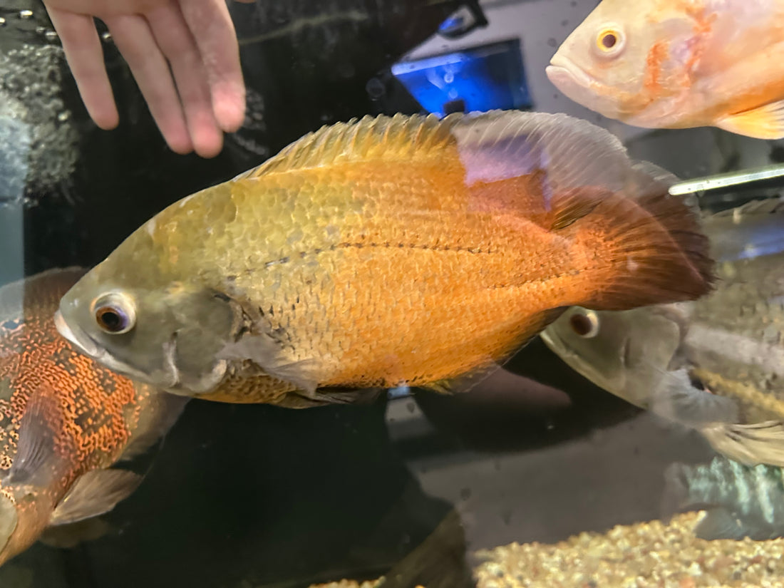 XL Albino Red / Red Oscar (7”)