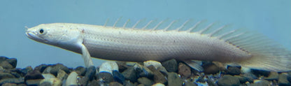 Platinum Lapradai Polytpterus (5-6”)