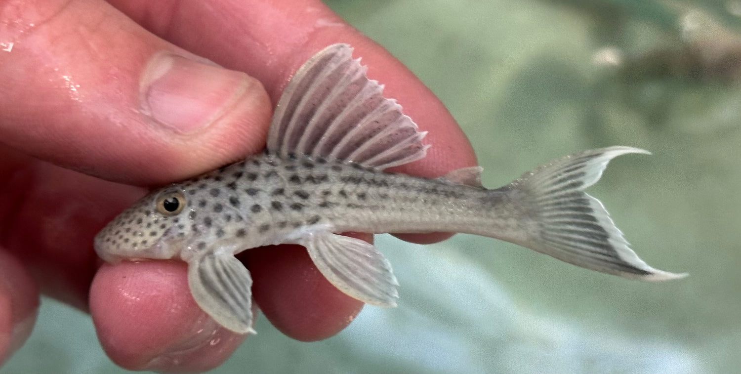 L141 Ghost Pleco (2.5”)