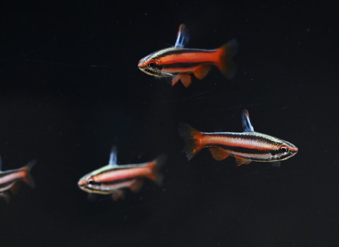 Pez lápiz rojo coral (0,75-1”)