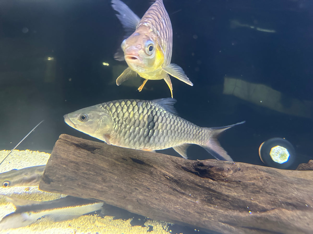 Jumbo Hampala Barb (13-14”+)