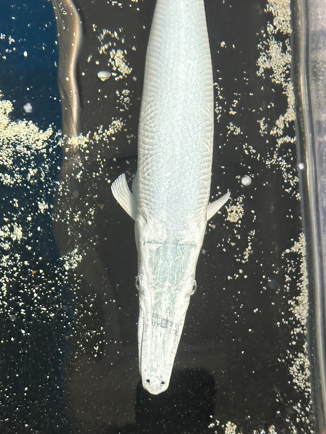 XL Platinum Alligator Gar (18-20”)