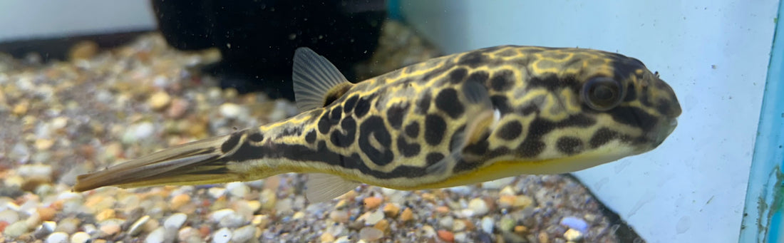 MBU Puffer (5”)