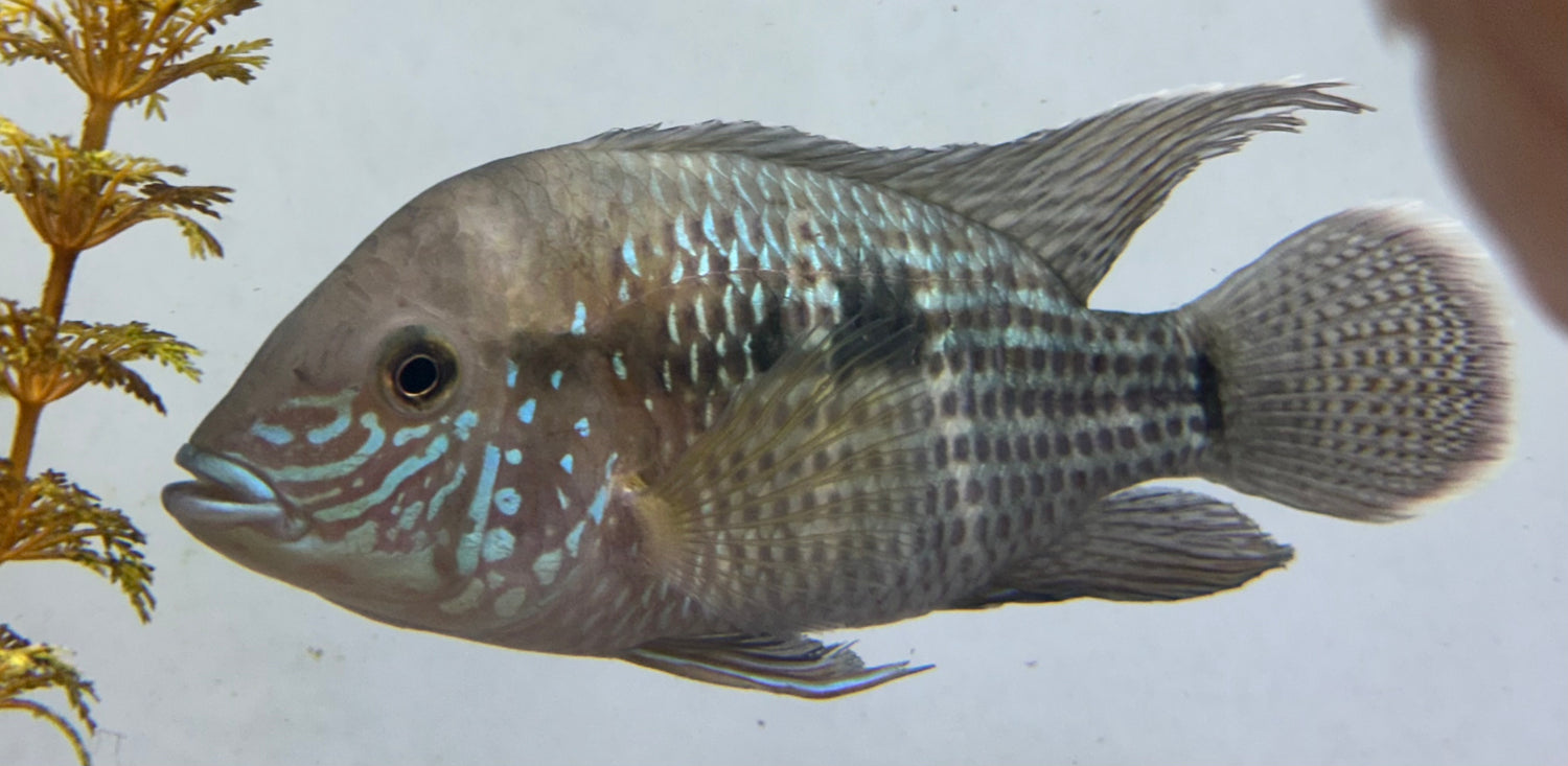 LARGE White Saum Green Terror Cichlid (6”)