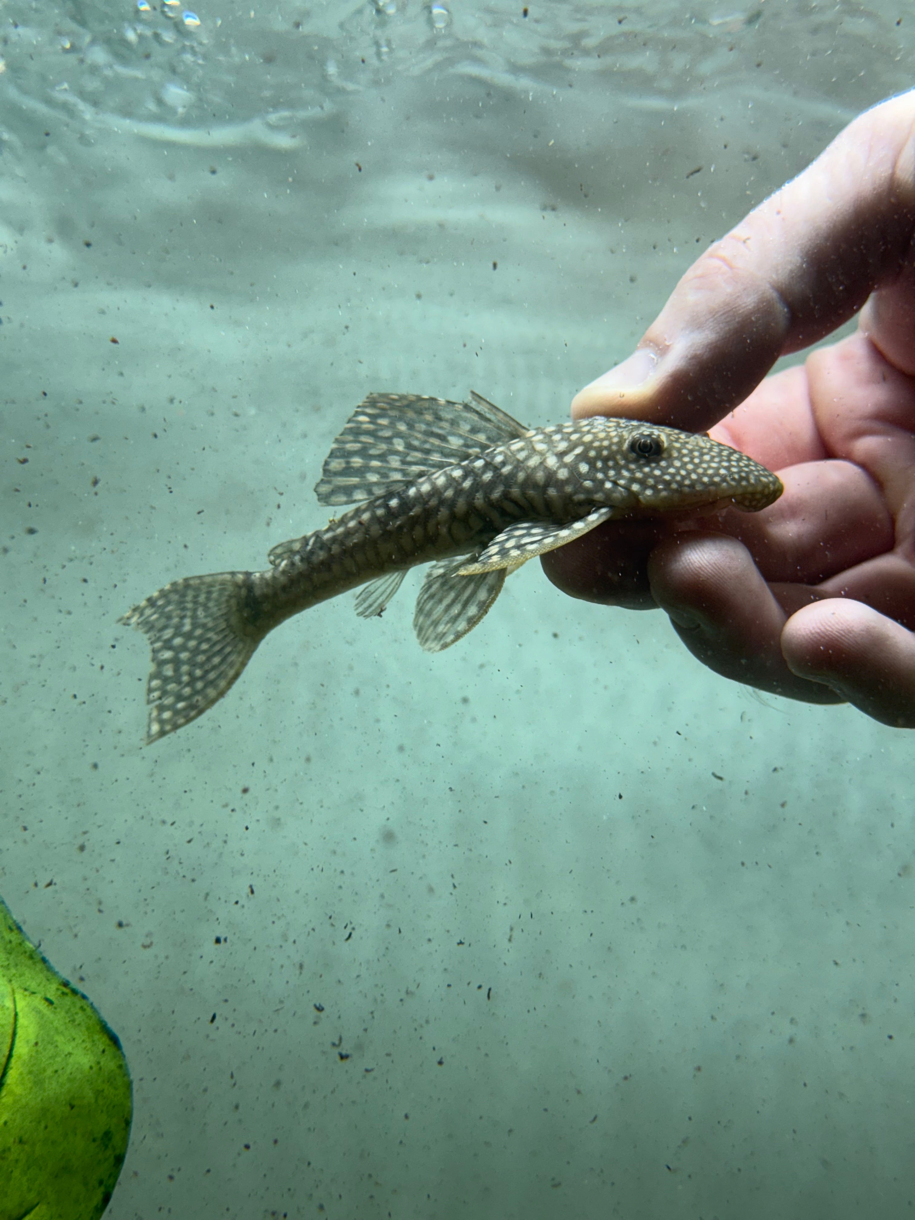 Sertanejo Pleco (4-4.5”)