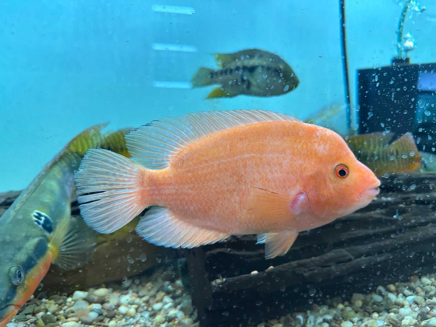 Red Devil Cichlid (6”+)