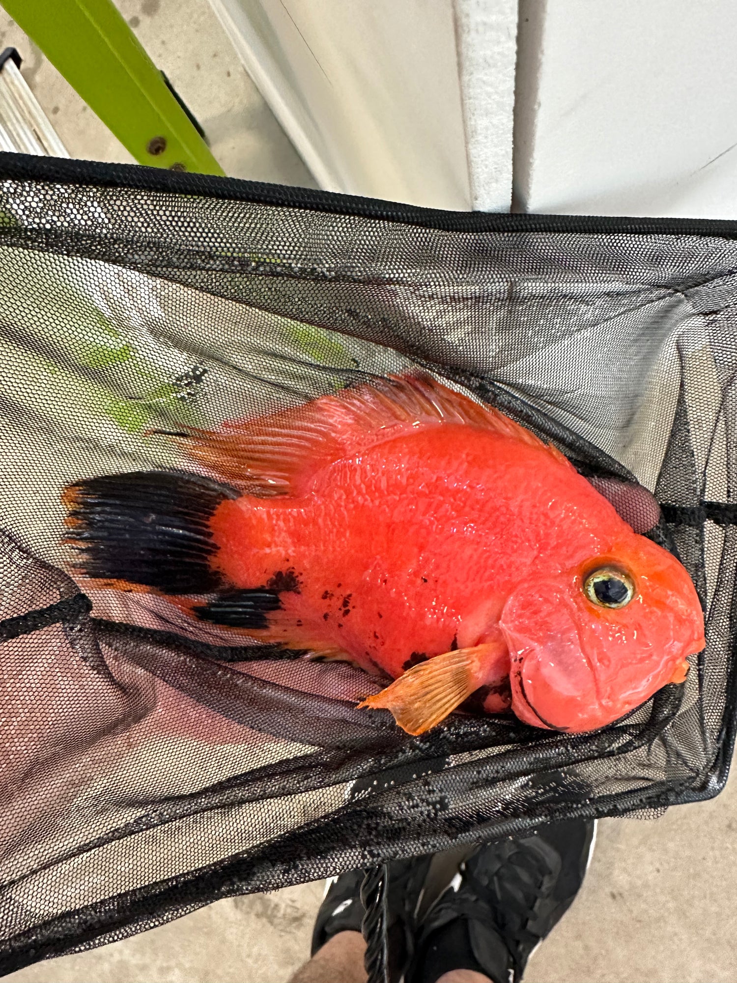 XL Red/Black Parrot (6-7”)