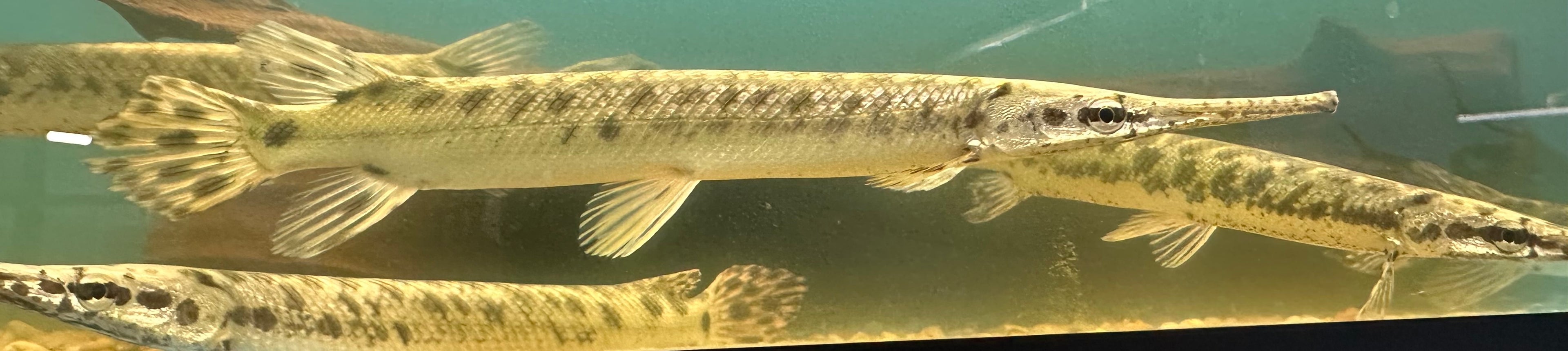 Florida Gar (7”)