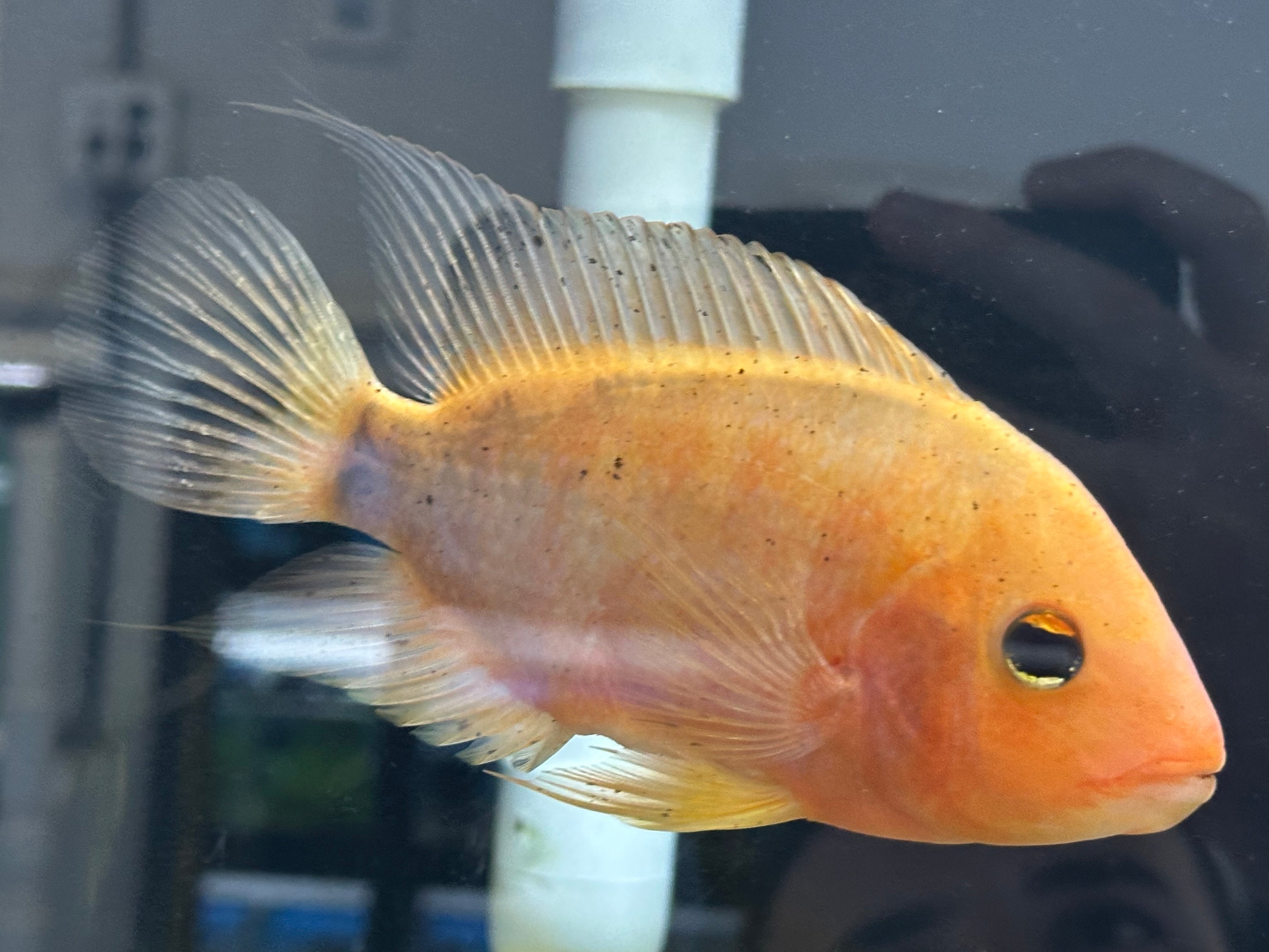Rose Queen Hybrid Cichlid (6”)