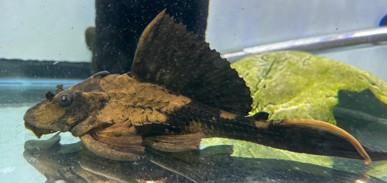 XL Rhino Pleco (7-8”)