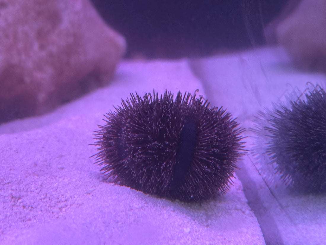 Tuexdo Urchin (1.5”)